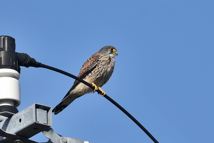 チョウゲンボウ♂2021.03.14平塚（撮影　岡根武彦）