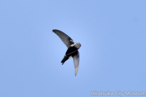 ヒメアマツバメ巣材2021.03.17平塚（撮影　岡根武彦）