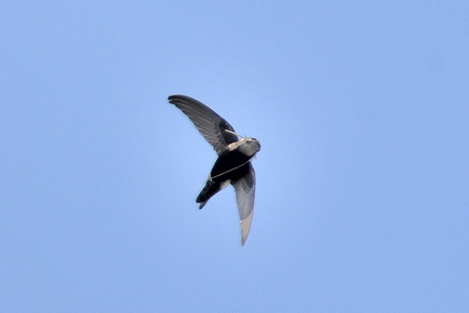 ヒメアマツバメ巣材2021.03.17平塚（撮影　岡根武彦）