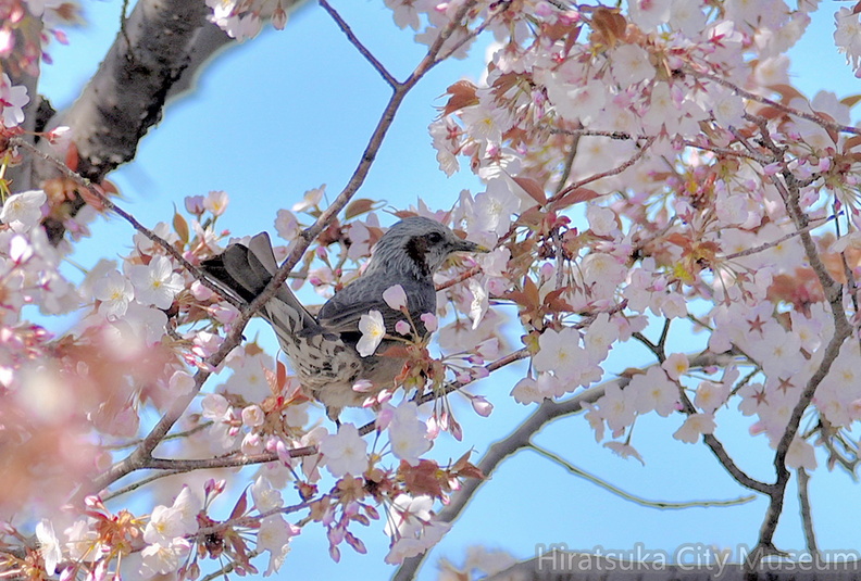ヒヨドリ2021.03.24平塚（撮影　岡根武彦）.jpg