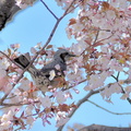 ヒヨドリ2021.03.24平塚（撮影　岡根武彦）