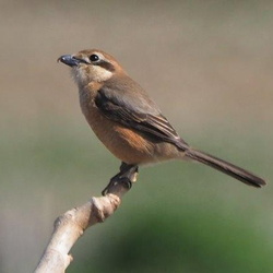 平塚と周辺の鳥（撮影　鈴木真由美）