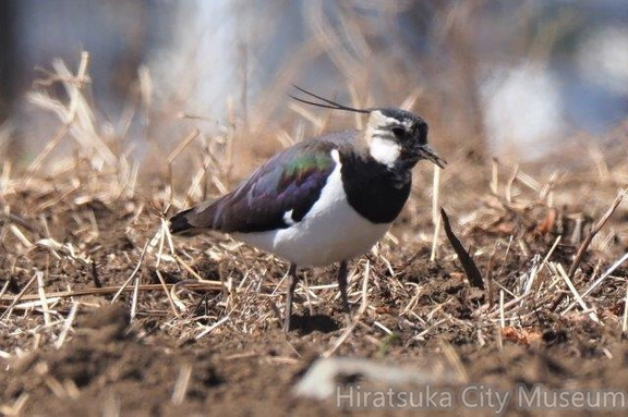 顔が黒くなってきたタゲリ2021.03.03平塚（撮影　鈴木真由美）