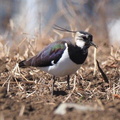顔が黒くなってきたタゲリ2021.03.03平塚（撮影　鈴木真由美）