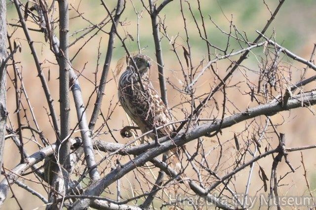 オオタカ幼鳥2021.03.19平塚（撮影　鈴木真由美）.jpg