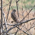 オオタカ幼鳥2021.03.19平塚（撮影　鈴木真由美）