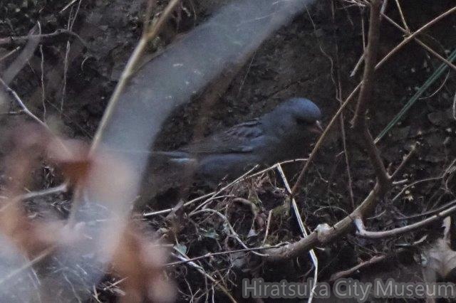 クロジ♂2021.02.22厚木（撮影　鈴木真由美）.jpg