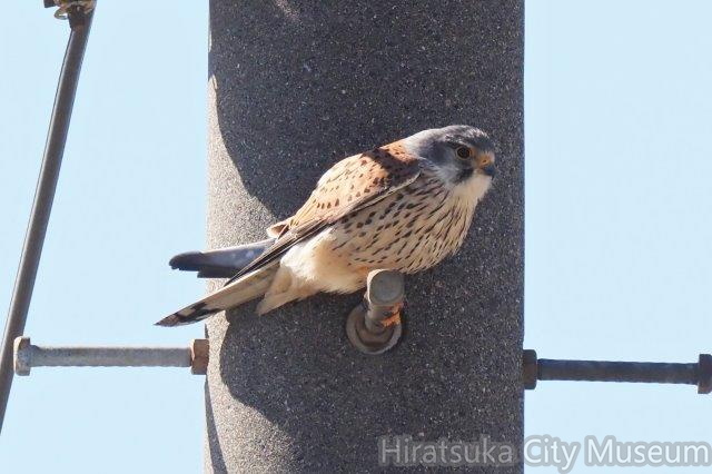 チョウゲンボウ♂2021.03.03平塚（撮影　鈴木真由美）.jpg