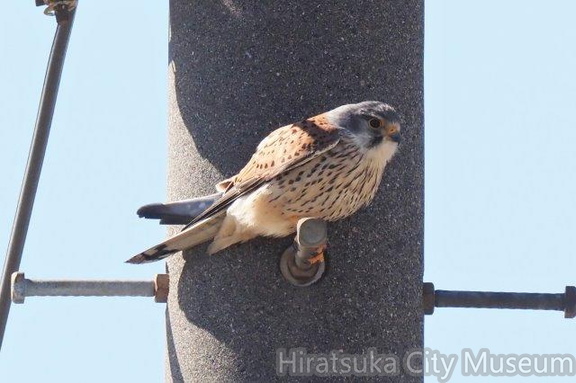 チョウゲンボウ♂2021.03.03平塚（撮影　鈴木真由美）