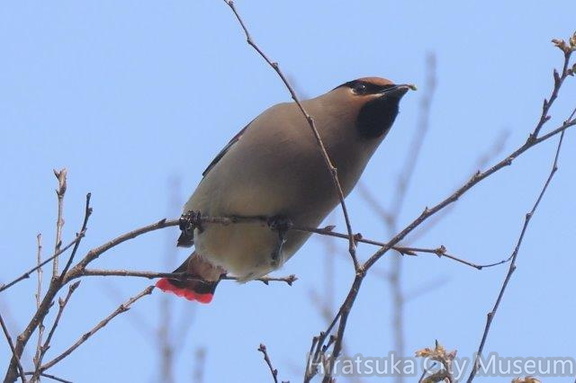 ヒレンジャク欅の新芽を食べる2021.03.19平塚（撮影　鈴木真由美）