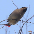 ヒレンジャク欅の新芽を食べる2021.03.19平塚（撮影　鈴木真由美）