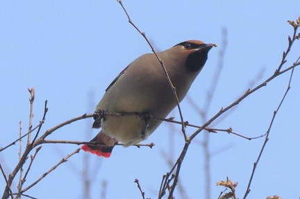 ヒレンジャク欅の新芽を食べる2021.03.19平塚（撮影　鈴木真由美）