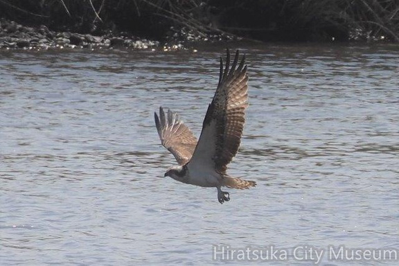 ミサゴ2021.03.19平塚（撮影　鈴木真由美）