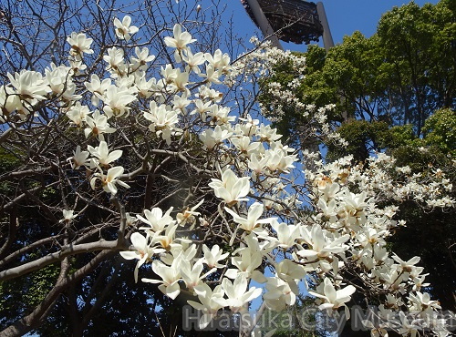 ハクモクレン2021.03.10平塚（撮影　松本富美江）.jpg