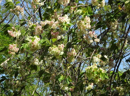 ウコン（桜）2021.04.07平塚（撮影　松本富美江）