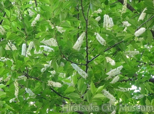 ウワミズザクラ2021.04.19平塚（撮影　松本富美江）.jpg