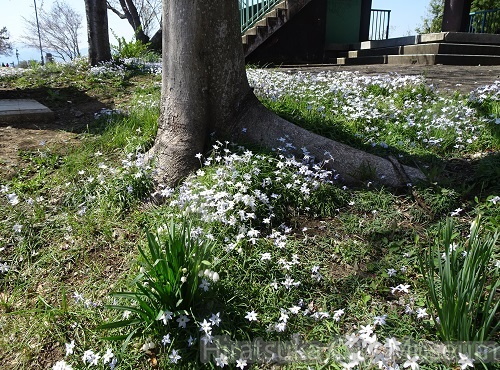ハナニラ2021.03.24平塚（撮影　松本富美江）.jpg