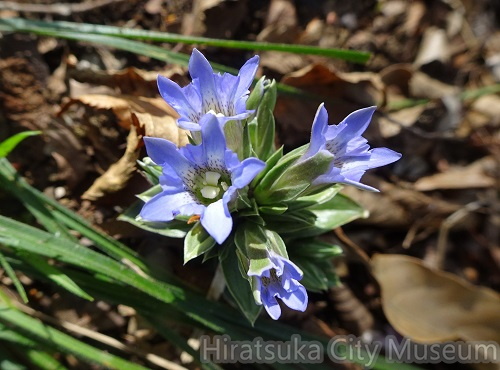 フデリンドウ2021.03.25平塚（撮影　松本富美江）.jpg