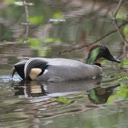 平塚と周辺の鳥（撮影　鈴木真由美）