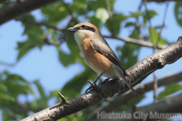 ツバメの真似鳴きしていたモズ♂2021.04.19平塚（撮影　鈴木真由美）.jpg