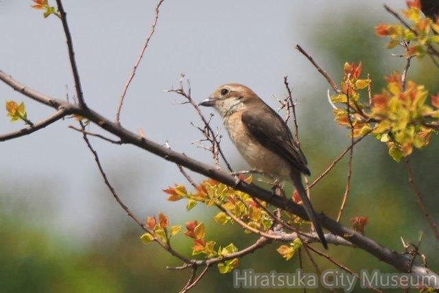 モズ♀2021.04.15平塚（撮影　鈴木真由美）.jpg