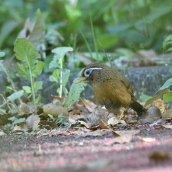 平塚の野鳥（撮影　岡根武彦）