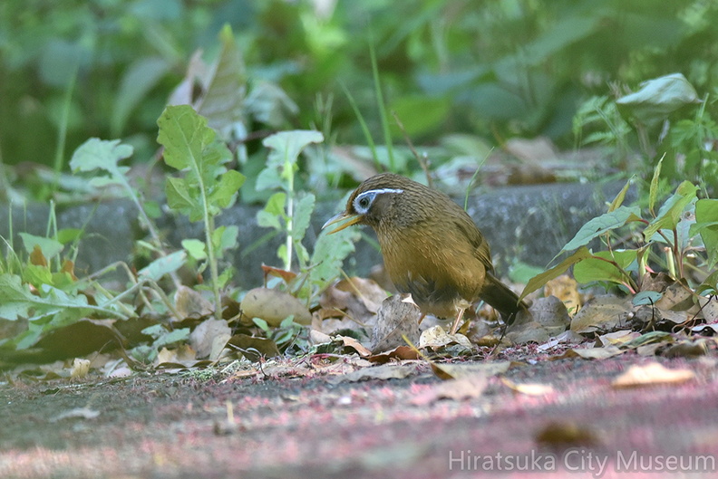 ガビチョウ2021.04.15平塚（撮影　岡根武彦）.jpg