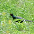 キジ♂2021.04.19平塚（撮影　岡根武彦）