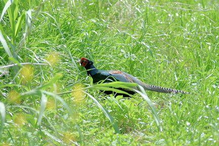 キジ♂2021.04.19平塚（撮影　岡根武彦）