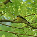 キビタキ♂2021.04.23平塚（撮影　岡根武彦）
