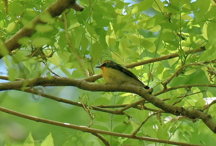 キビタキ♂2021.04.23平塚（撮影　岡根武彦）