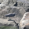 クロサギ2021.04.18平塚（撮影　岡根武彦）