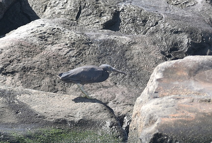 クロサギ2021.04.18平塚（撮影　岡根武彦）