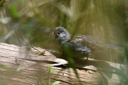 クロジ♂若鳥2021.04.02平塚（撮影　岡根武彦）