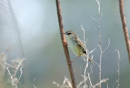セッカ♂2021.04.19平塚（撮影　岡根武彦）