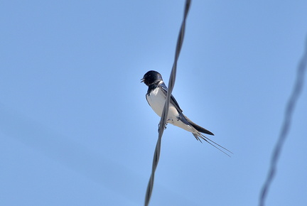 ツバメ♂2021.04.03平塚（撮影　岡根武彦）