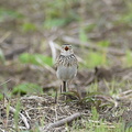 ヒバリ♂2021.04.16平塚（撮影　岡根武彦）