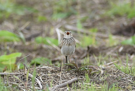 ヒバリ♂2021.04.16平塚（撮影　岡根武彦）