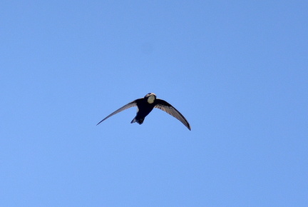 ヒメアマツバメ2021.04.03平塚（撮影　岡根武彦）