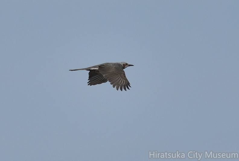 ヒヨドリ2021.04.15平塚（撮影　岡根武彦）.jpg