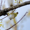 マヒワ♀2021.03.31平塚（撮影　岡根武彦）