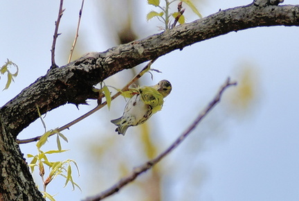 マヒワ♀2021.03.31平塚（撮影　岡根武彦）