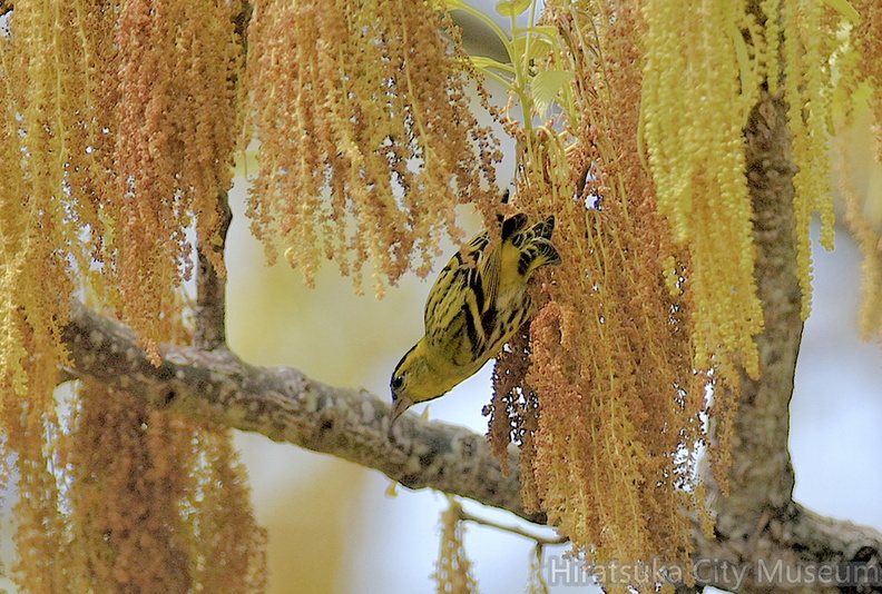 マヒワ♂2021.03.31平塚（撮影　岡根武彦）.jpg