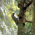 アオゲラ♂2021.04.22平塚（撮影　岡根武彦）