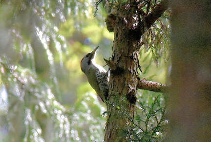 アオゲラ♂2021.04.22平塚（撮影　岡根武彦）