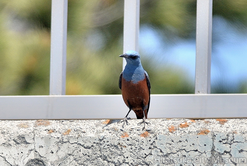 イソヒヨドリ♂2021.04.20平塚（撮影　岡根武彦）.jpg