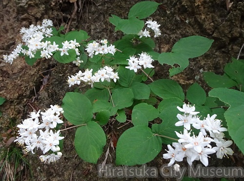 マルバウツギ2021.05.14平塚（撮影　松本富美江）.jpg