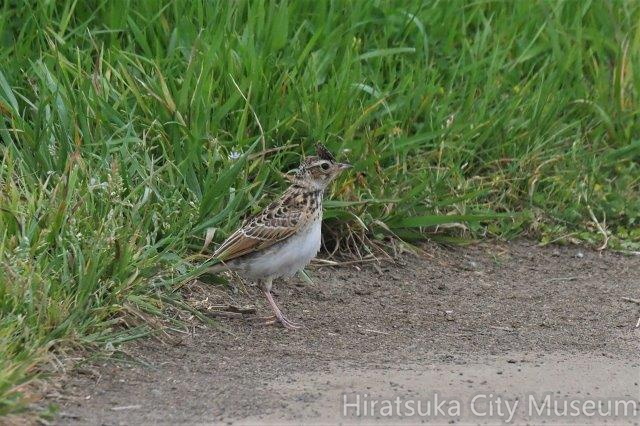 ヒバリ2021.05.11平塚（撮影　鈴木真由美）.jpg