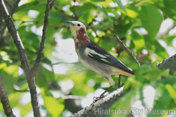 コムクドリ♂2021.04.20平塚（撮影　鈴木真由美）