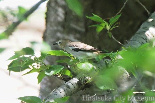 コムクドリ♀2021.04.20平塚（撮影　鈴木真由美）.jpg
